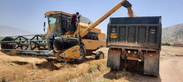 آغاز برداشت گندم در اقلید